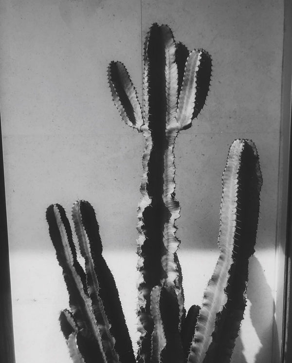 SOL - Mules